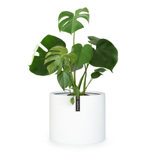 Fox & Fern Gendt